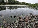 Pekeln� rybn�k na okraji Vejprnic (14. 9. 2022)