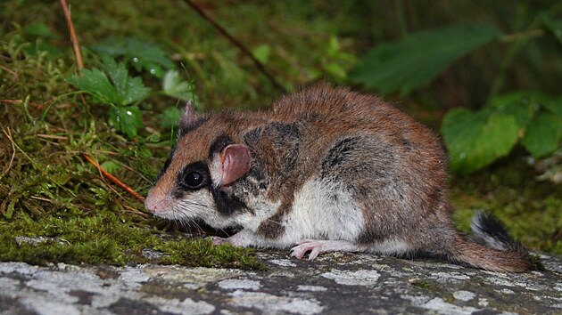 Dosp�l� plch zahradn� odchycen� ve Vl�� j�m� v roce 2010