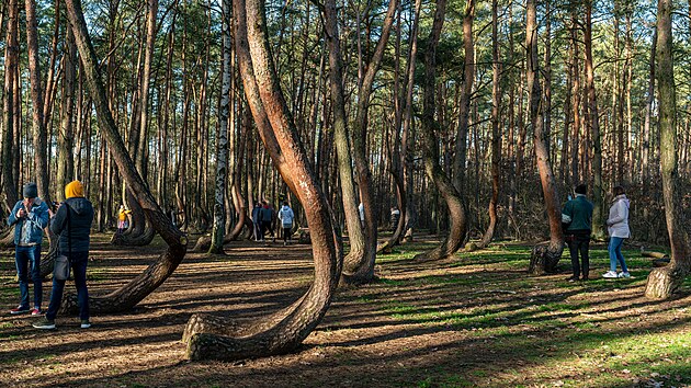 Křivý les v Polsku patří k vyhledávaným turistickým atrakcím.