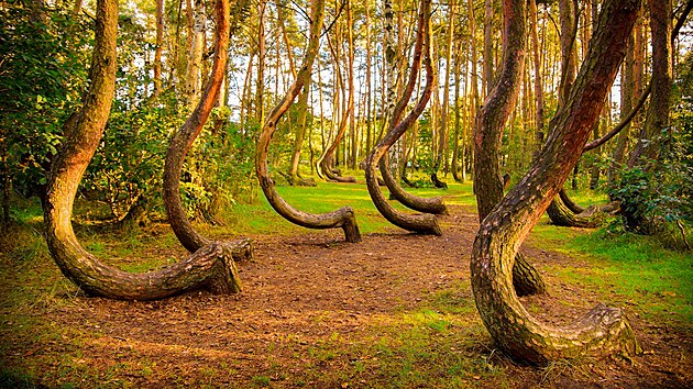 Křivý les v Polsku nedeformovaly v růstu temné síly, ale lidské ruce.
