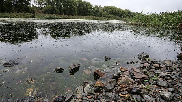 Pekeln� rybn�k na okraji Vejprnic (14. 9. 2022)