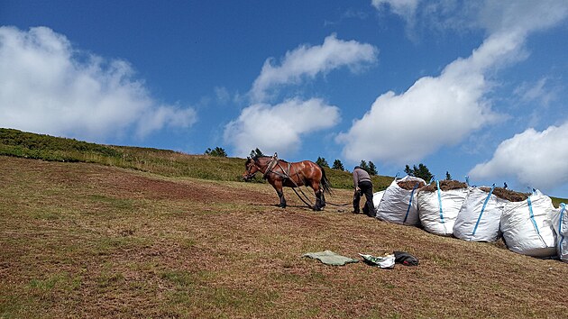 S vytahováním posečené trávy a borůvčí ze svahů nad Velkou kotlinou pomáhají už třetím rokem koně. Projekt usiluje o rozšíření pestrých horských trávníků.