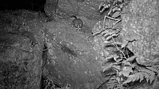 Fotopast potvrdila výskyt plcha zahradního ve Vl�ích jámách.