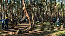 Kivý les v Polsku patí k vyhledávaným turistickým atrakcím.