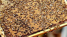 Úly jako jeden z největších včelařů má na 26 stanovištích po celé jižní Moravě.