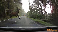 Řidiči skočil před auto jelen.