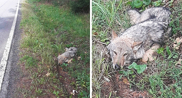 Houbaři našli na Karlovarsku zraněného vlka, nehýbe zadní polovinou těla