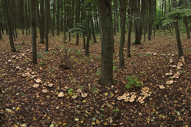 <p>V lese u lomu Prastav  v Prokopském údolí rostou některé houby v kruhových obrazcích.</p>