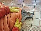 O zran�n�ho vlka, kter�ho na�li houba�i u silnice na Karlovarsku, se staraj� v...