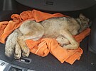 O zran�n�ho vlka, kter�ho na�li houba�i u silnice na Karlovarsku, se staraj� v...