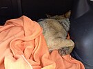 O zranného vlka, kterého nali houbai u silnice na Karlovarsku, se starají v...