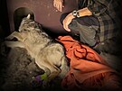 O zranného vlka, kterého nali houbai u silnice na Karlovarsku, se starají v...