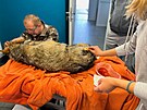 Zranný vlk putoval na veterinární kliniku k oetení.