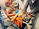 Zranný vlk putoval na veterinární kliniku k oetení.