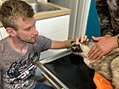 Veteriná Michal Houtke vyetuje zranného vlka, kterého o víkendu nali...