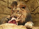 Lev si pochutn�v� na �iraf�, kterou museli v Zoo Ostrava utratit. (25. z���...