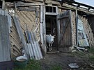 Koza v písteku u domu Margarity Tkaenkové v Izjumu. (25. záí 2022)