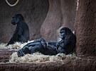 Nový domov goril je po svém dokonení nejvtí expozicí Zoo Praha. (21. záí...