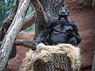 Nový domov goril je po svém dokonení nejvtí expozicí Zoo Praha. (21. záí...