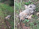 Houbai nali u silnice na Karlovarsku zranného vlka. (24. záí 2022)