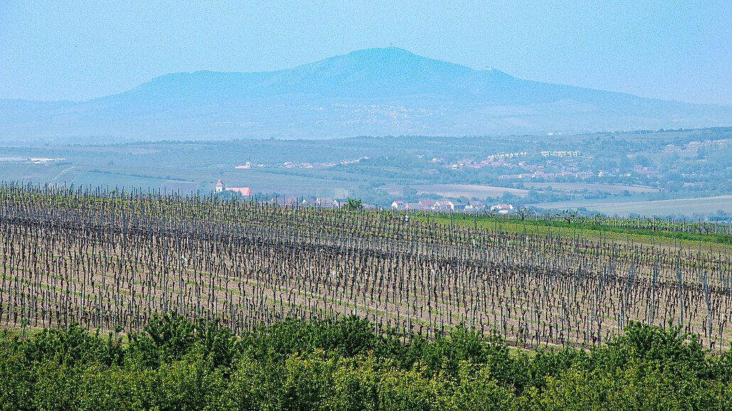 Podmínky na jihomoravských vinicích ím dál víc pipomínají jinjí zem....