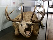 Nová expozice Vlastivědného muzea Olomouc ukazuje na 1 500 jedinečných exponátů.