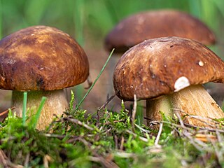 Jste prav� houba�, nebo skon��te v nemocnici? Otestujte se