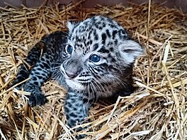 Dvojata levharta perského narozená v Safari Parku Dvr Králové v srpnu 2022 se...