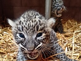 Dvojata levharta perského narozená v Safari Parku Dvr Králové v srpnu 2022 se...