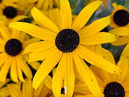 Fotografie po��zen� smartphonem Asus Zenfone 9