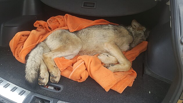 O zrannho vlka, kterho nali houbai u silnice na Karlovarsku, se staraj v Zchrann stanici Drosera v Bublav.