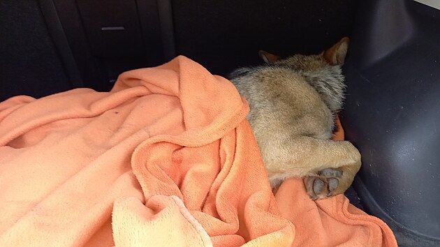 O zraněného vlka, kterého našli houbaři u silnice na Karlovarsku, se starají v Záchranné stanici Drosera v Bublavě.