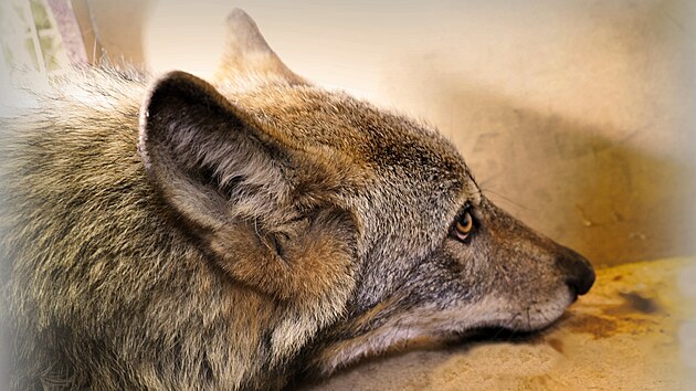 Navzdory tomu, �e z�chrann� stanice Drosera chce pro vlka vybudovat v�b�h o velikosti 2 000 metr� �tvere�n�ch, v�ak zat�m ��dn� vhodn� za��zen� pro vlka Bublu v �esku neexistuje.