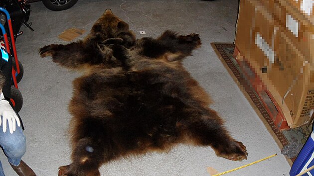 Obchodník prodával na internetu kůži medvěda hnědého.