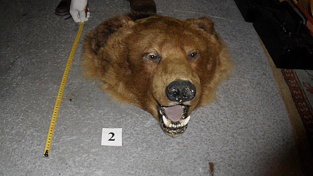Obchodník prodával na internetu kůži medvěda hnědého.