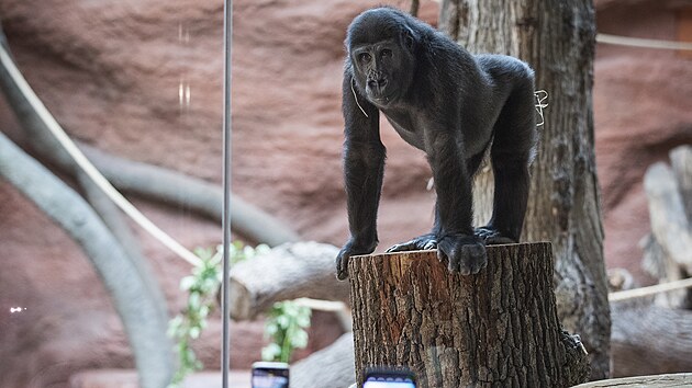 Sv brny nvtvnkm slavnostn otevel nov pavilon goril, Rezervace Dja, v Zoo Praha. (28. z 2022)