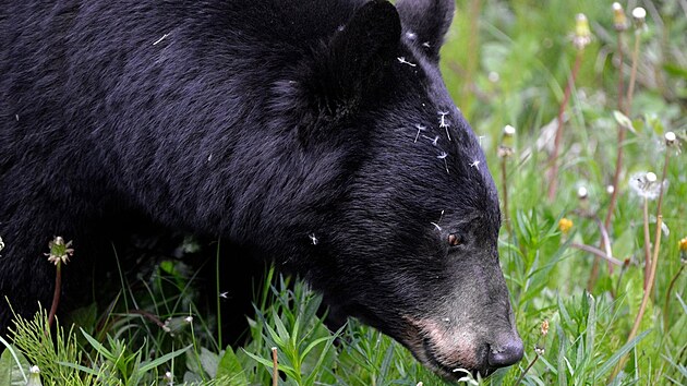 Medvd baribal v kanadskm Nrodnm parku Jasper (22. z 2022)