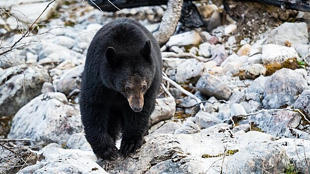 Medvd baribal v kanadskm Nrodnm parku Jasper (22. z 2022)