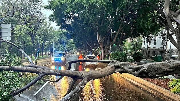 Po boui Hermine le na ulici v Santa Cruz de Tenerife zlomen strom. (25. z 2022)