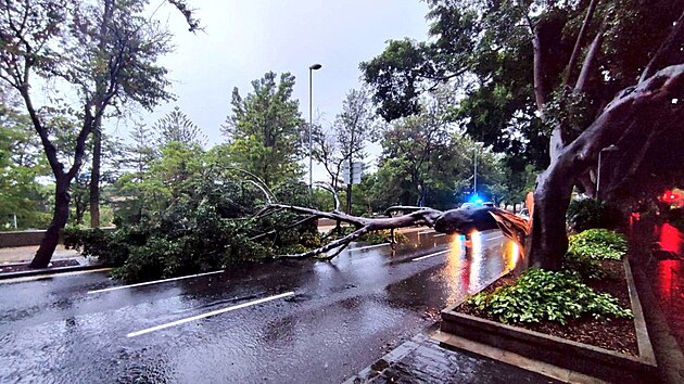 Po boui Hermine le na ulici v Santa Cruz de Tenerife zlomen strom. (25. z 2022)