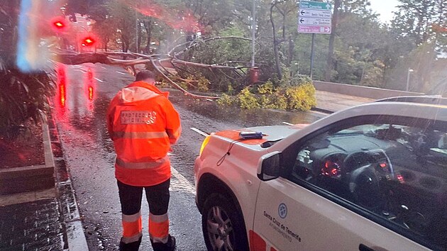 Po boui Hermine le na ulici v Santa Cruz de Tenerife zlomen strom. (25. z 2022)