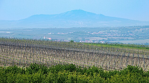 Podmnky na jihomoravskch vinicch m dl vc pipomnaj jinj zem. Vinai se tomu musej pizpsobit.