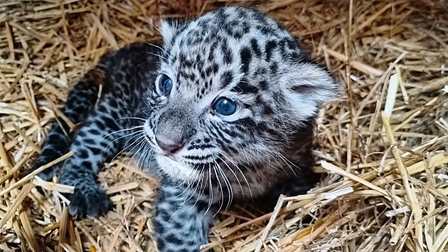 Dvojčata levharta perského narozená v Safari Parku Dvůr Králové v srpnu 2022 se o měsíc později ukázala ošetřovatelům.