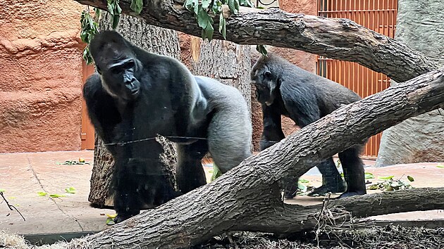 Nový pavilon goril v pražské zoo přivítal první návštěvníky