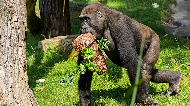 Goril sameek Nuru bhem zeleninovho enrichmentu (pvodn pavilon goril)