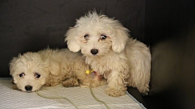 Pachatel� nakupovali zb�da�en� �t��ata a obratem je prod�vali. Hodn� nemocn� zv��ata skon�ila v kontejneru.