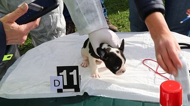 Pachatel� nakupovali zb�da�en� �t��ata a obratem je prod�vali. Hodn� nemocn� zv��ata skon�ila v kontejneru.