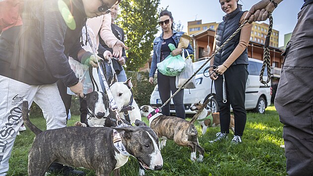 V Centrálním parku v Praze 13 se uskutečnil sraz majitelů bulteriérů se svými psy. Je to již 9. ročník tohoto Rekord Bull srazu a jedním z cílů kromě osvěty bull plemen je i je vytvoření nového  rekordu v počtu příchozích mazlíčků (24. 9. 2022).