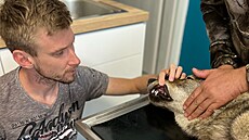 Veteriná Michal Houtke vyetuje zranného vlka, kterého o víkendu nali...