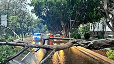 Po bouři Hermine leží na ulici v Santa Cruz de Tenerife zlomený strom. (25....